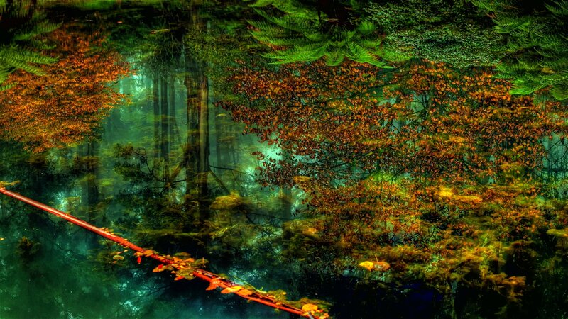 Forest reflection in a pond