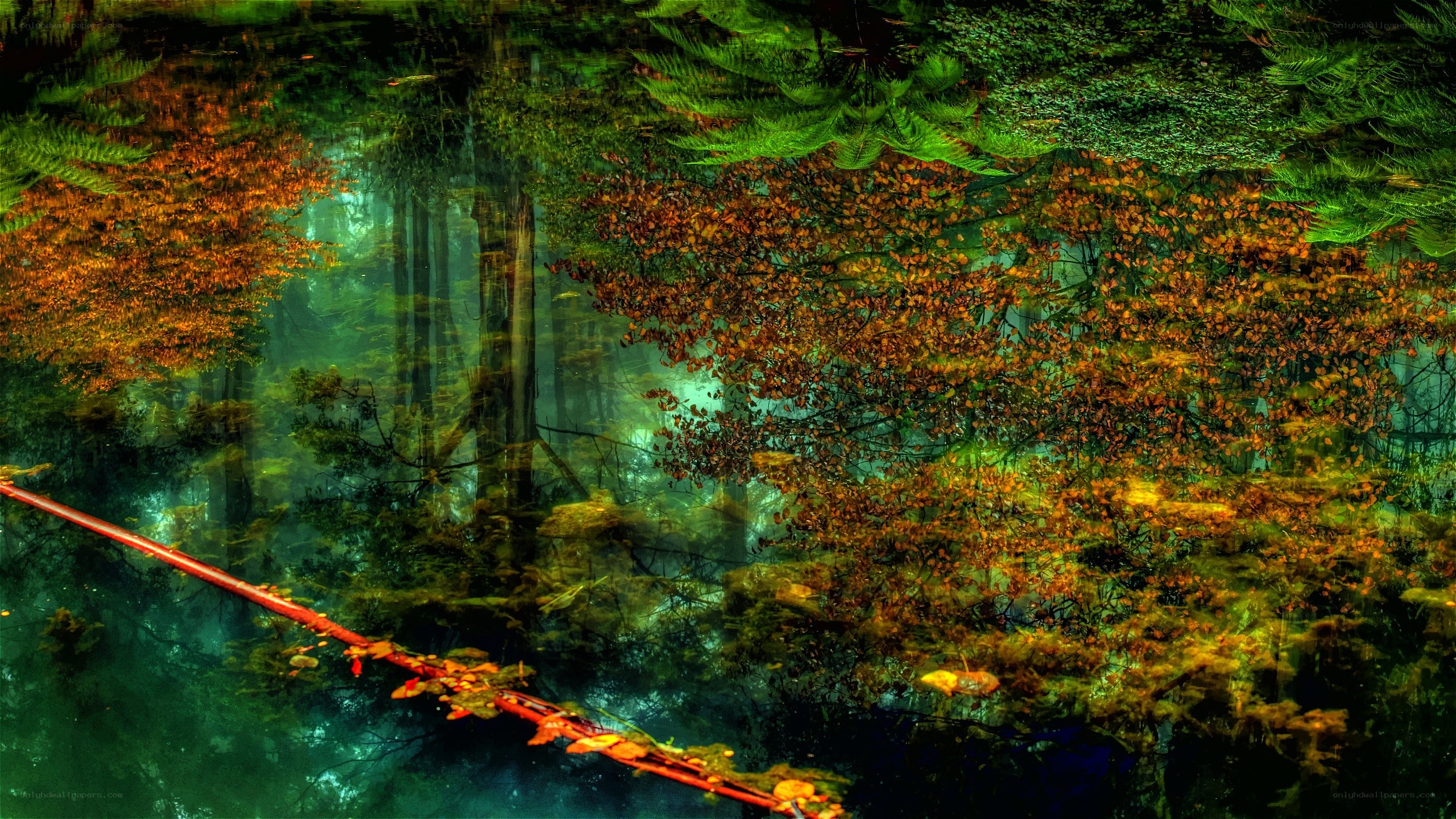 Forest reflection in a pond