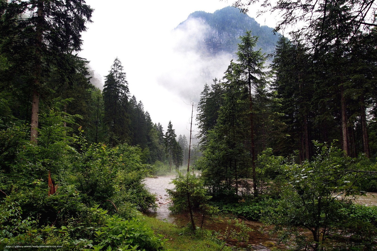 Forest river in misty mountains