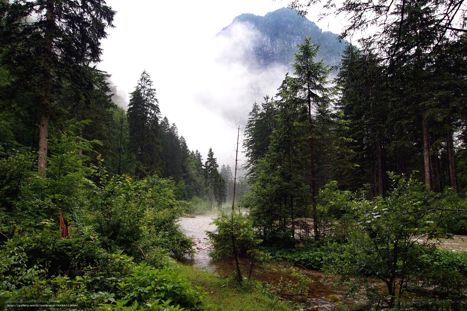 Forest river in misty mountains