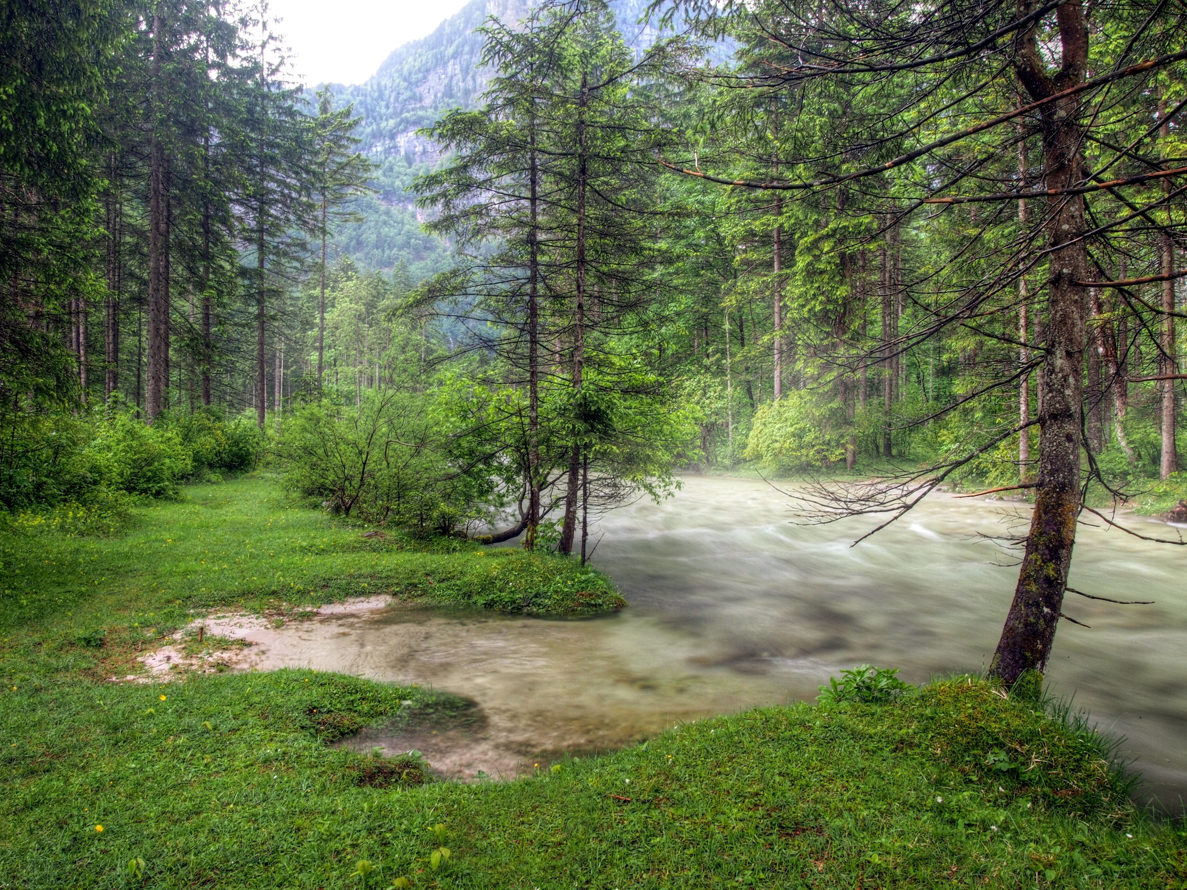 Forest river in mountain valley