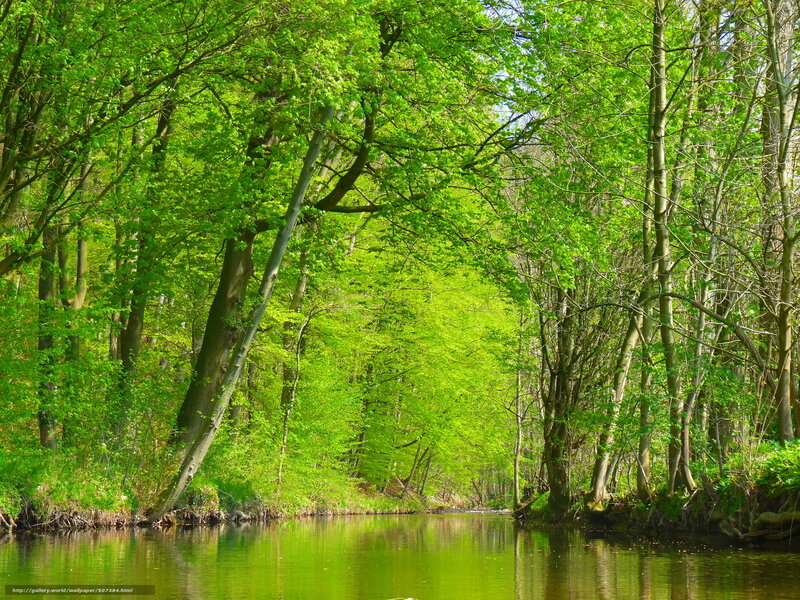 Forest river in spring