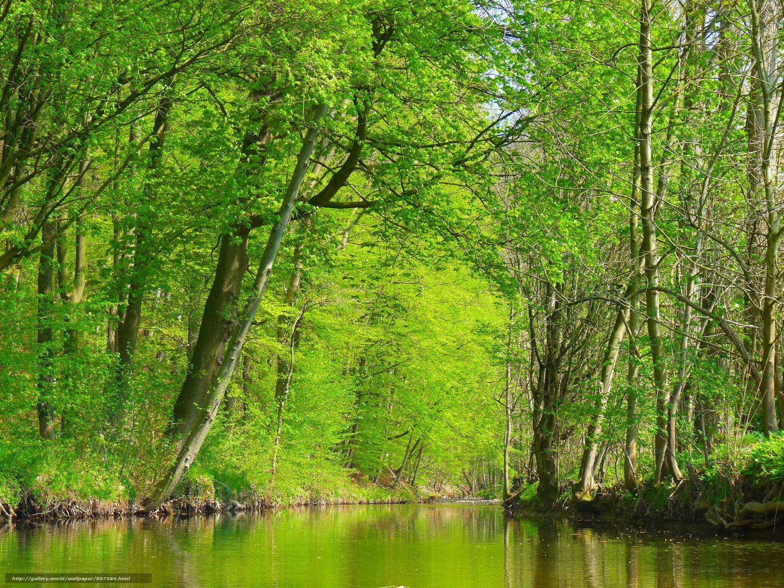 Forest river in spring