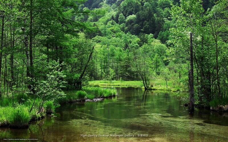 Forest river landscape