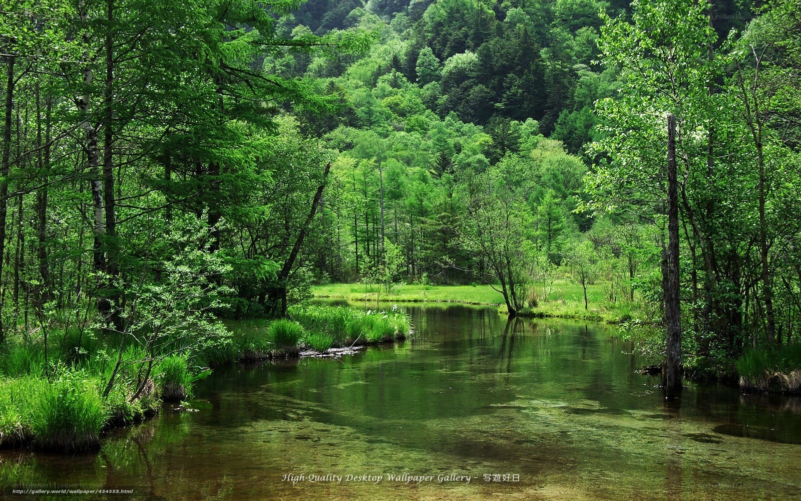 Forest river landscape