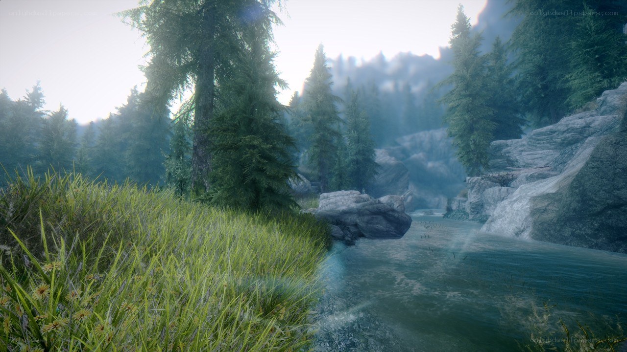 forest river landscape