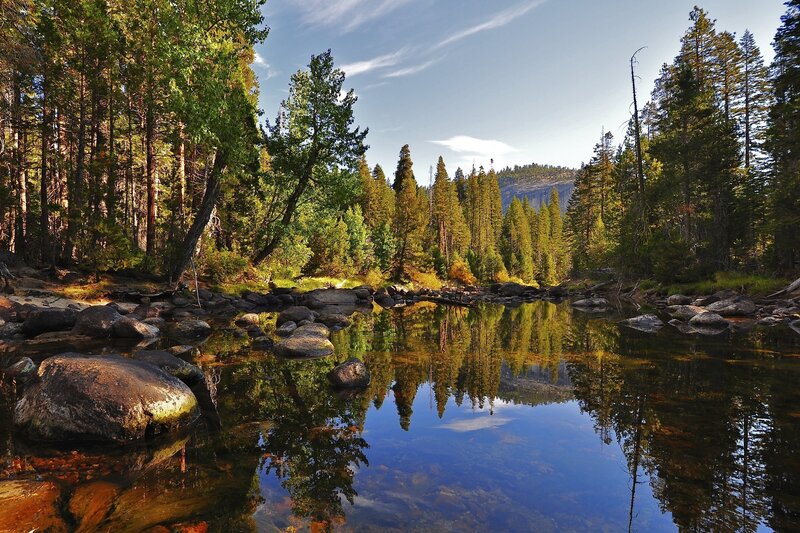 Forest river reflecting trees