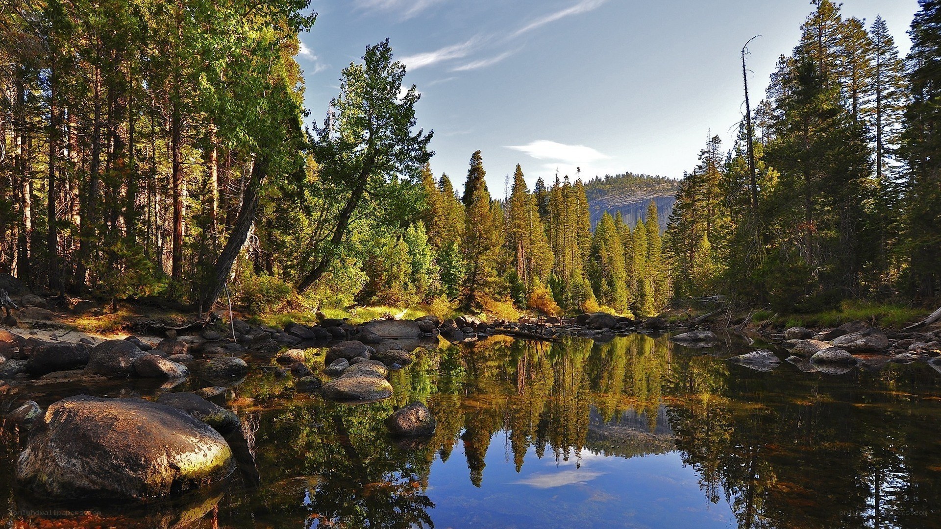 Forest river reflection