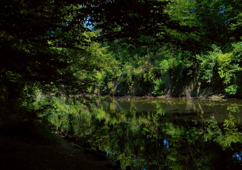 Forest river reflection