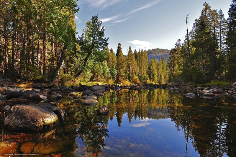 Forest river reflection