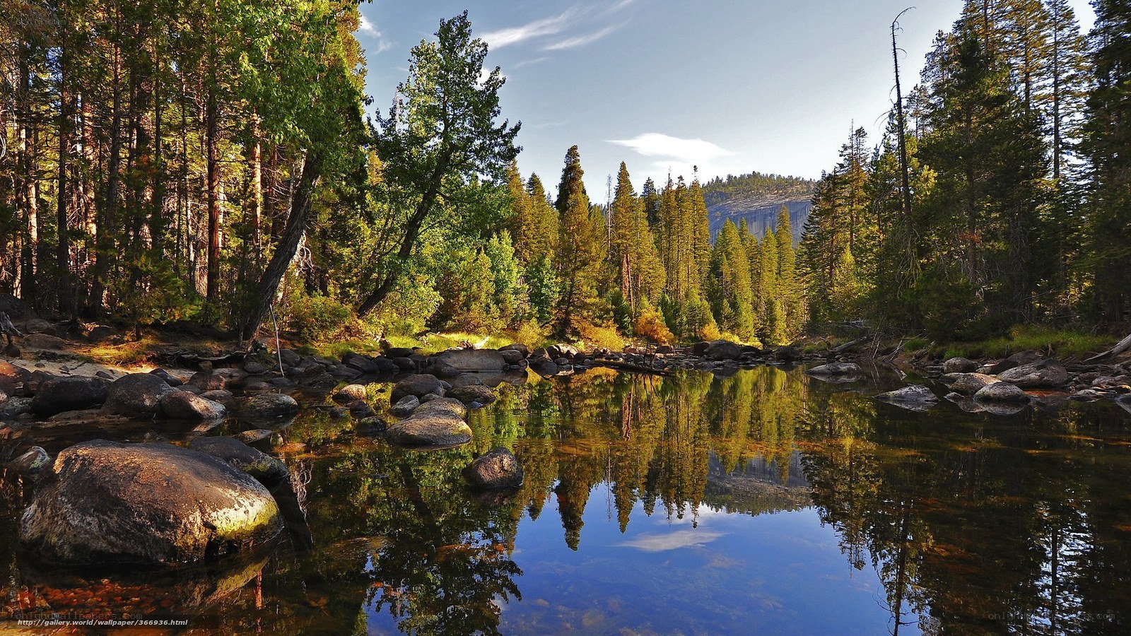 Forest river reflection