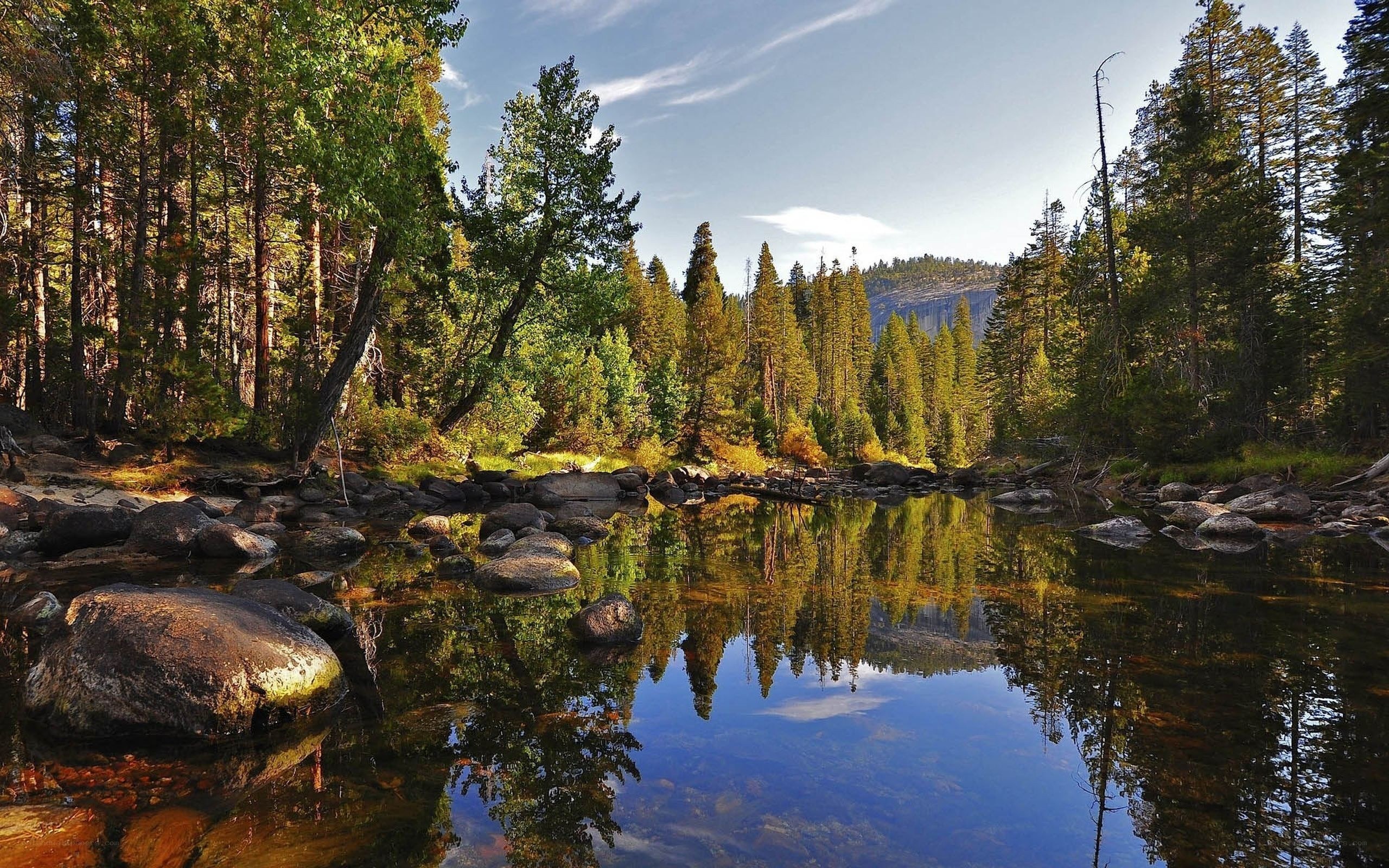 Forest river reflection