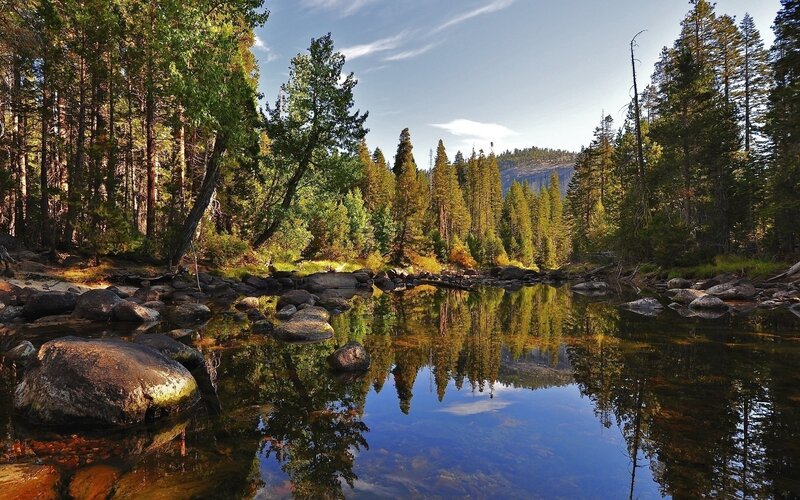 Forest river reflection