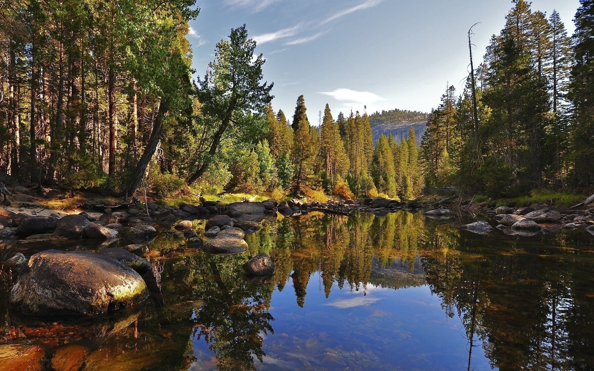 Forest river reflection