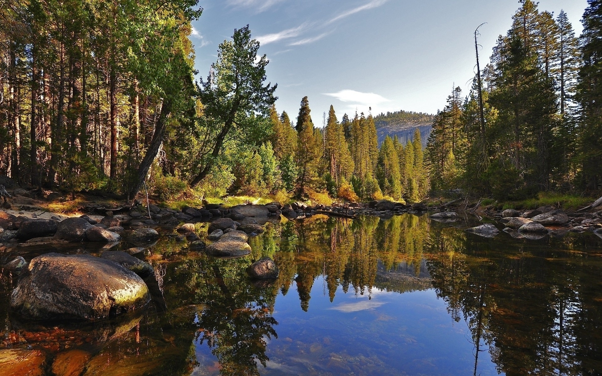 Forest river reflection