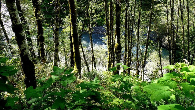 Forest river view
