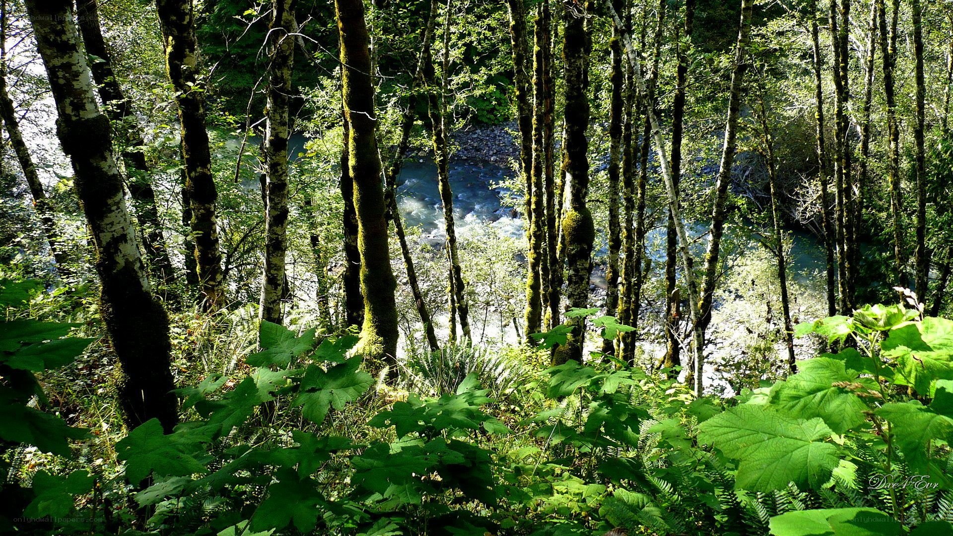 Forest river view