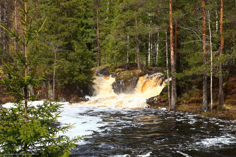 Forest river waterfall scene