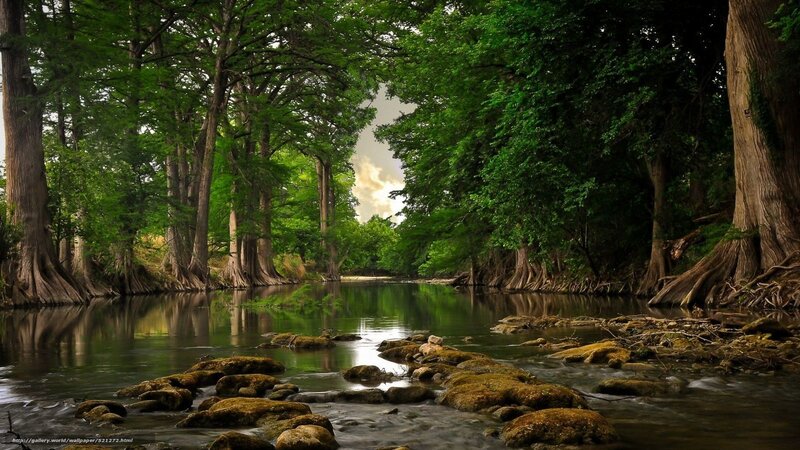 Forest river with cypress trees
