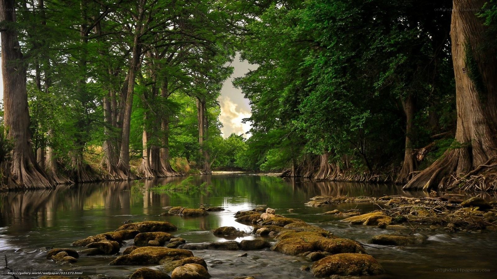 Forest river with cypress trees