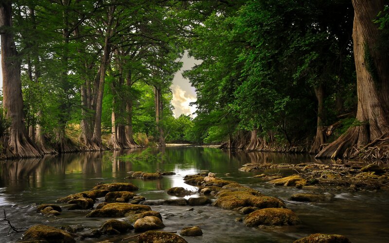 Forest river with cypress trees