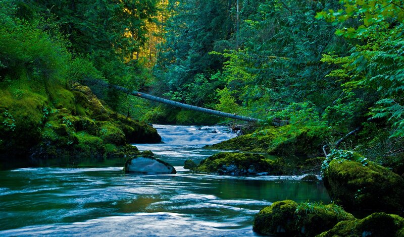 Forest river with fallen log
