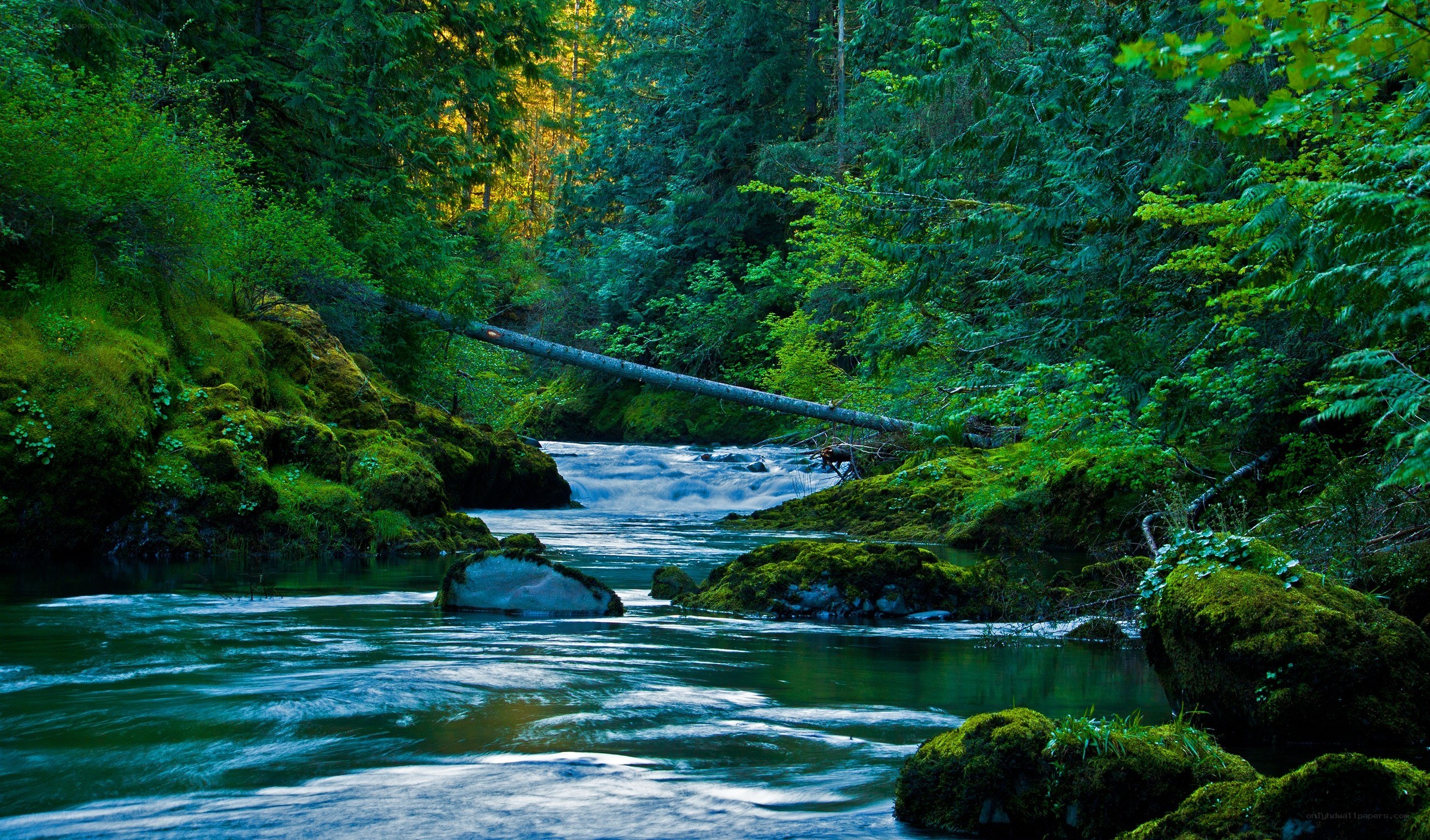 Forest river with fallen log