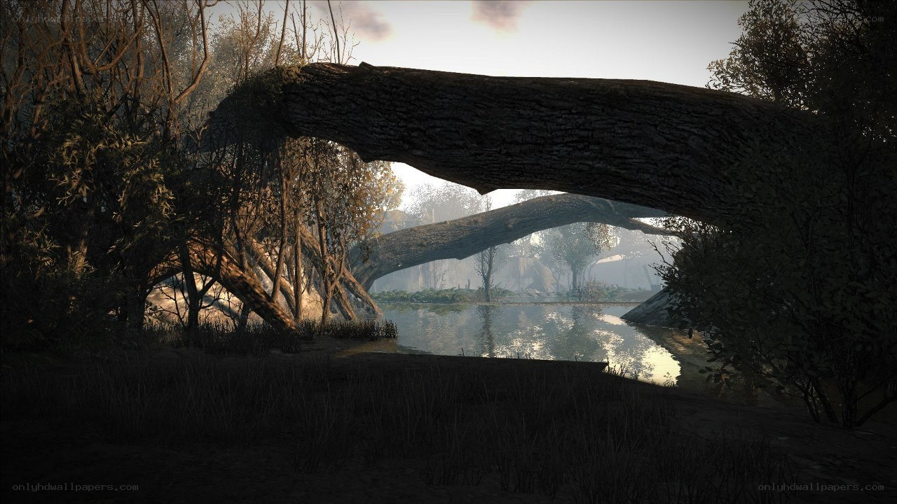 Forest river with fallen tree