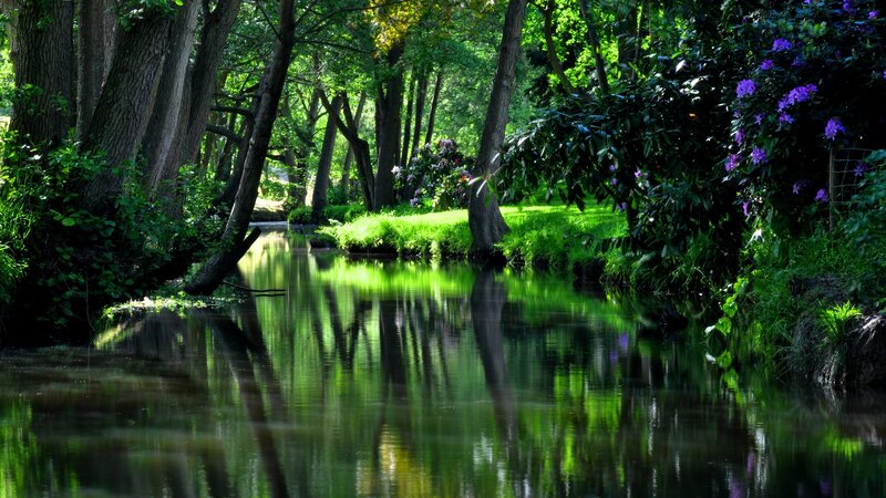 Forest river with green reflections