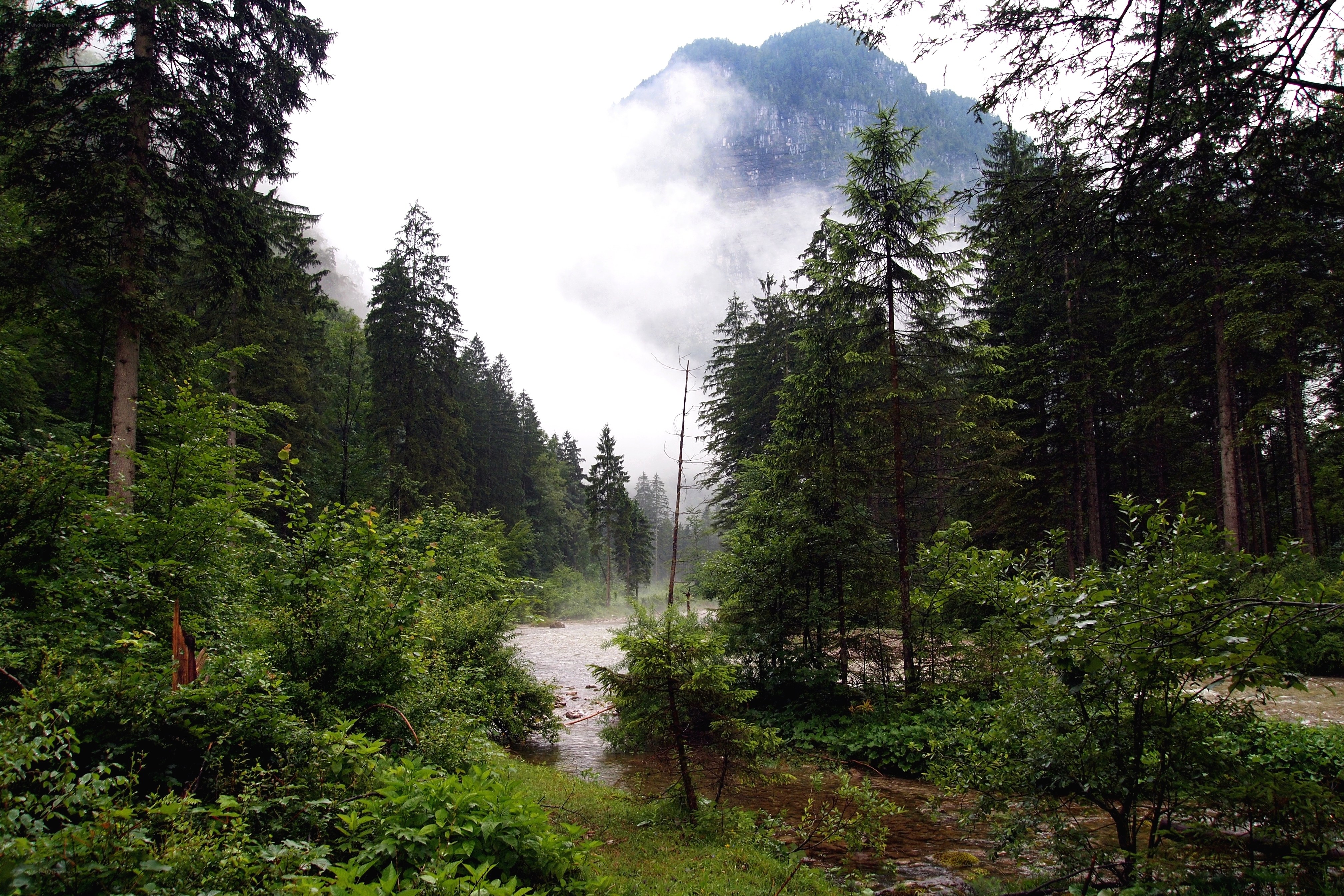 Forest river with misty mountain