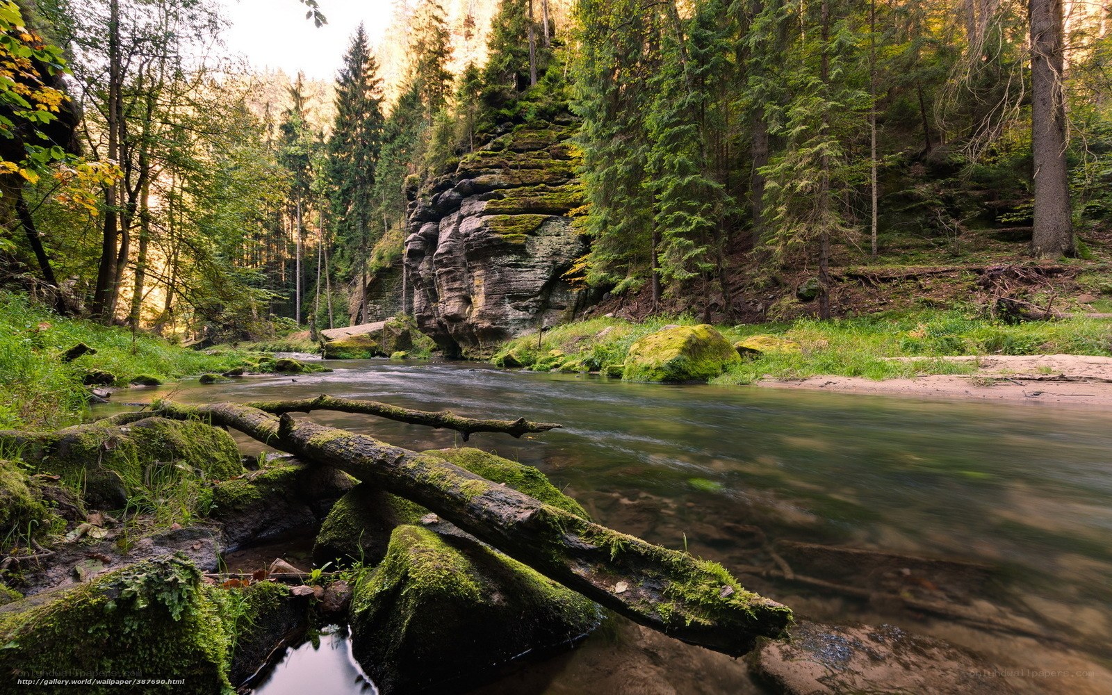 Forest river with mossy rocks