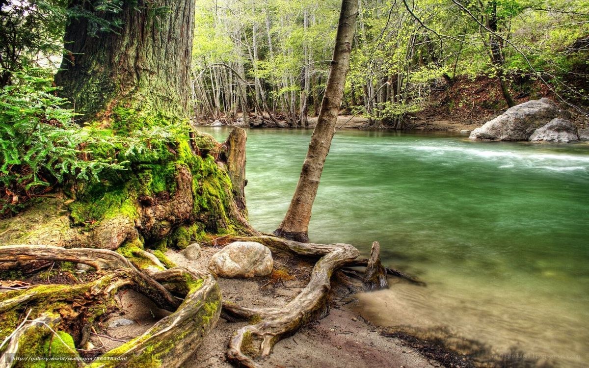 Forest river with mossy roots