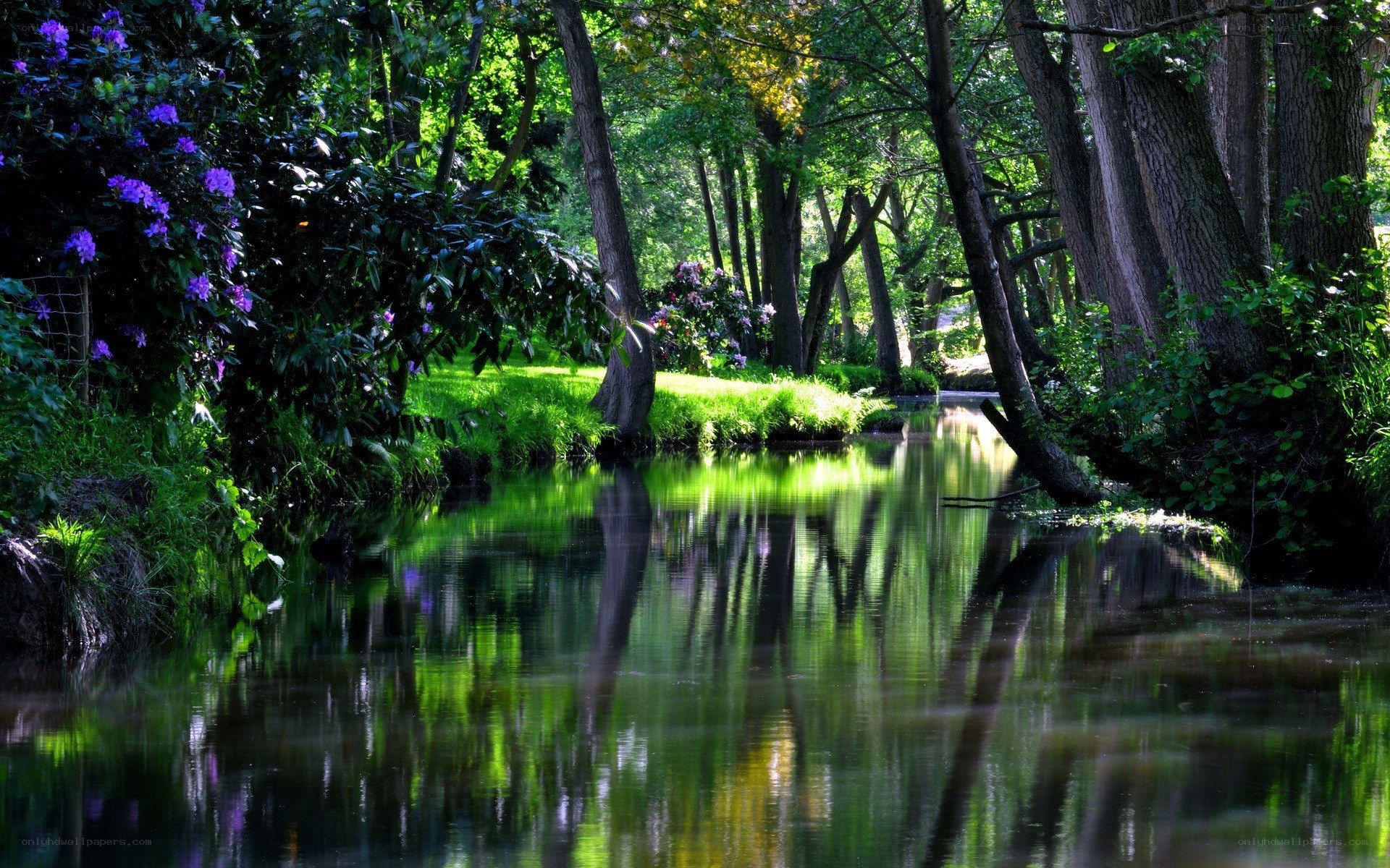 Forest river with purple flowers