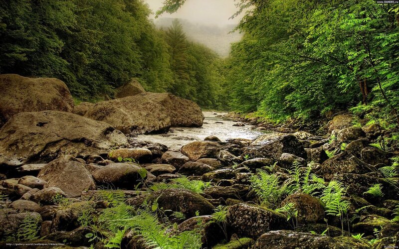 Forest river with rocks