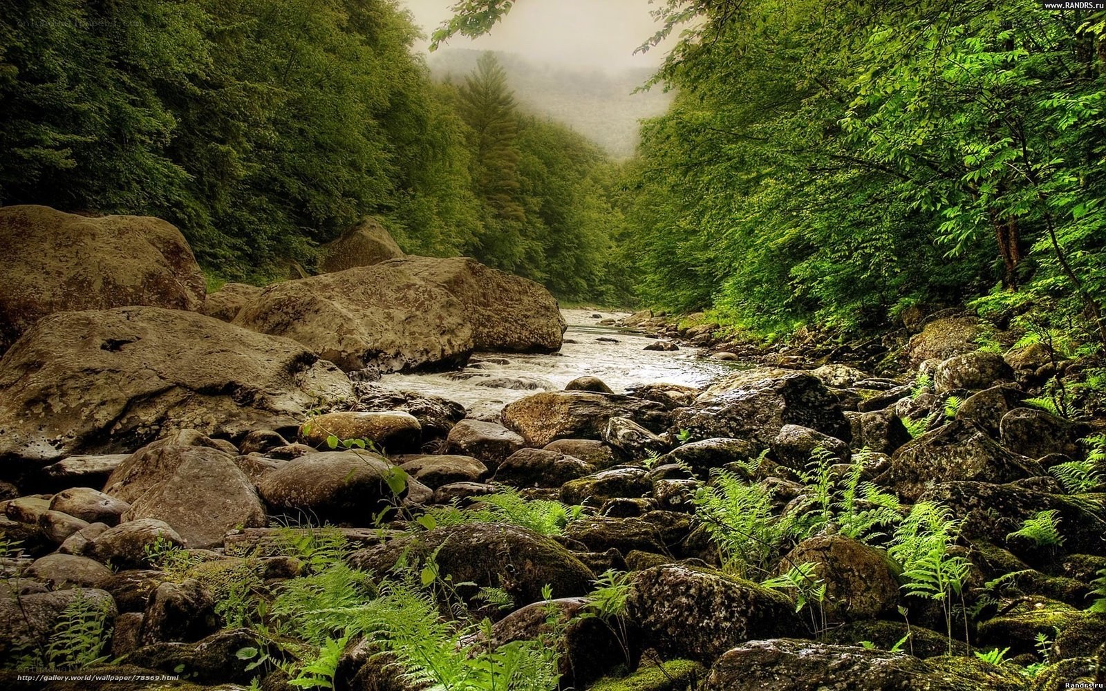 Forest river with rocks