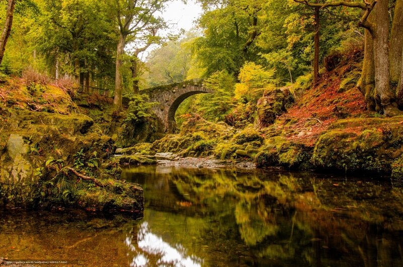 Forest river with stone bridge