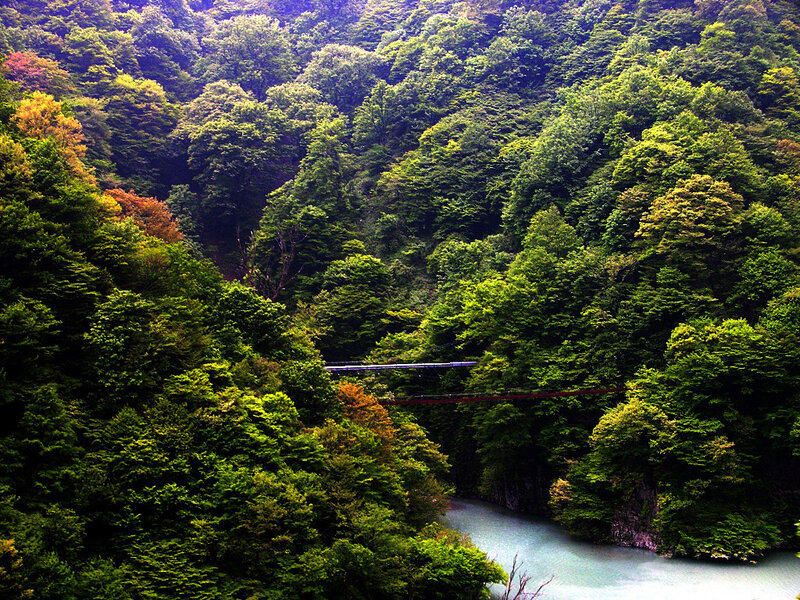 Forest river with suspension bridge