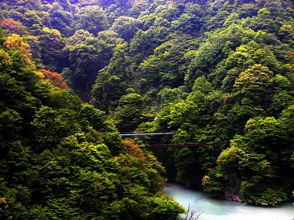 Forest river with suspension bridge