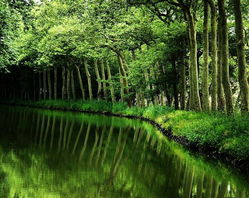 Forest river with tree reflections