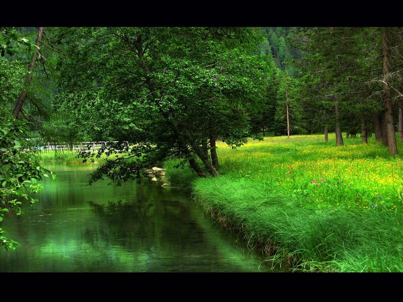 Forest river with wildflowers