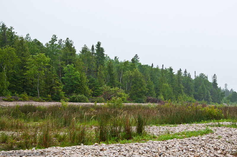 Forest riverbank landscape