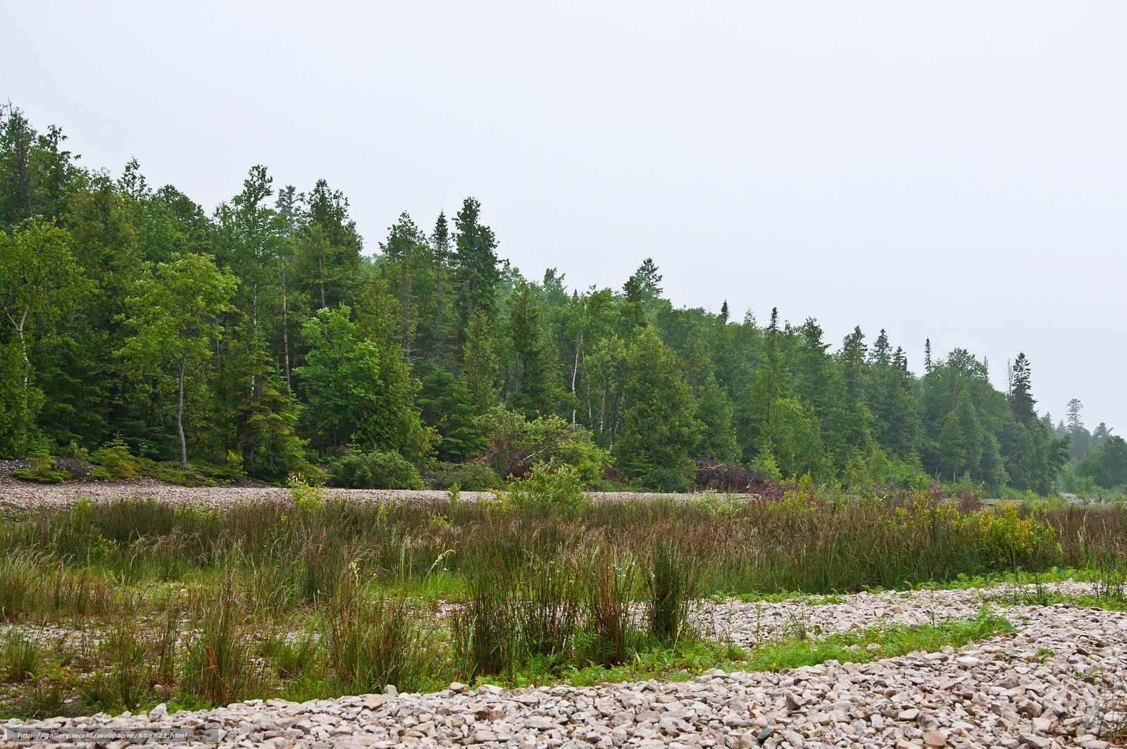 Forest riverbank landscape