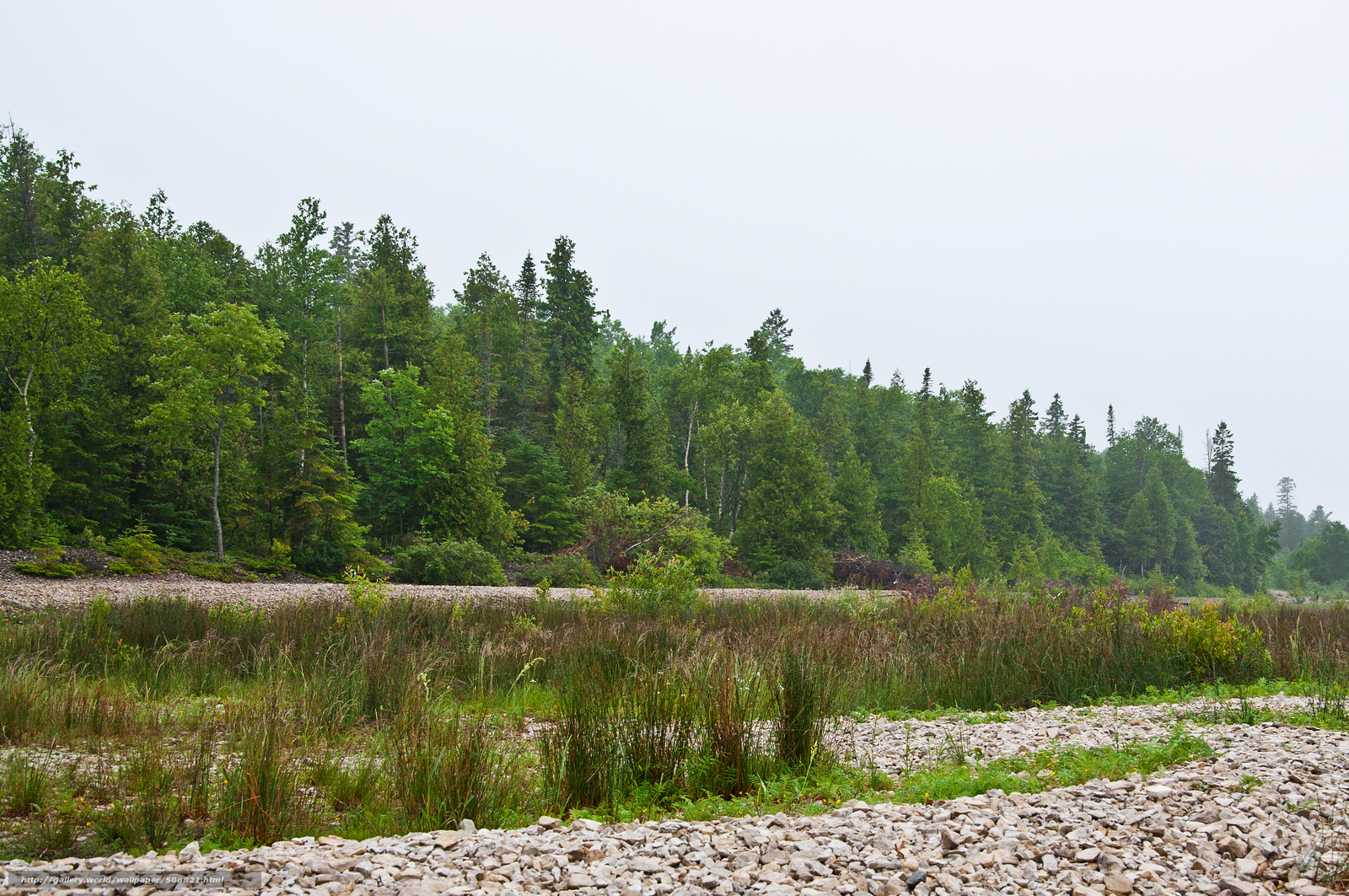 Forest riverbank landscape