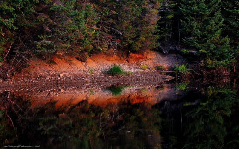 Forest Riverbank Reflection — Green, Serene
