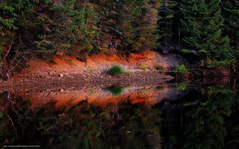 Forest Riverbank Reflection — Green