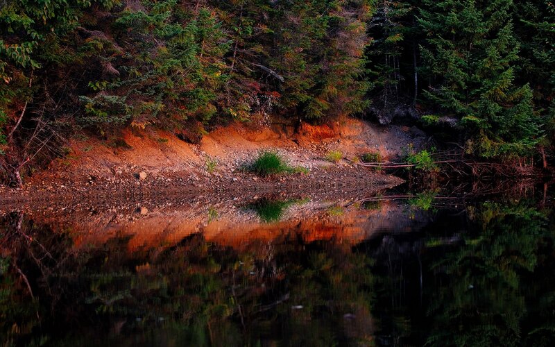 Forest Riverbank Reflection