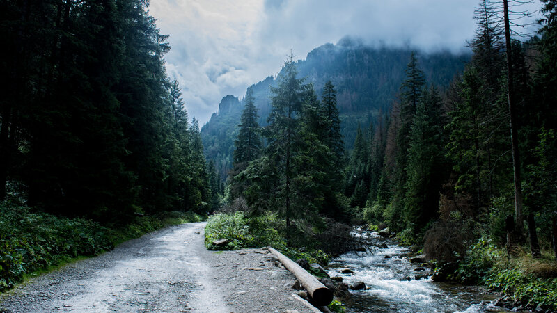 Forest Road and Stream