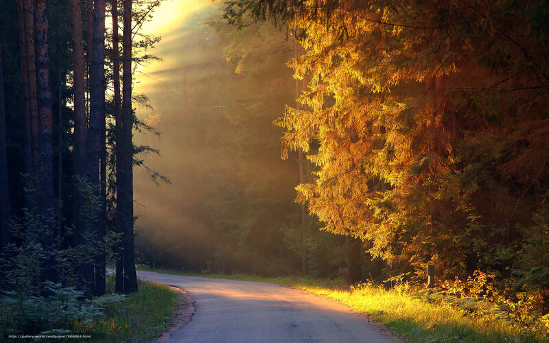 Forest Road at Sunrise — Gold, Serene