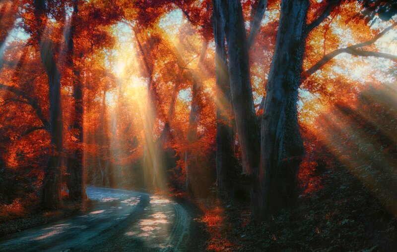 Forest Road at Sunrise — Orange, Serene