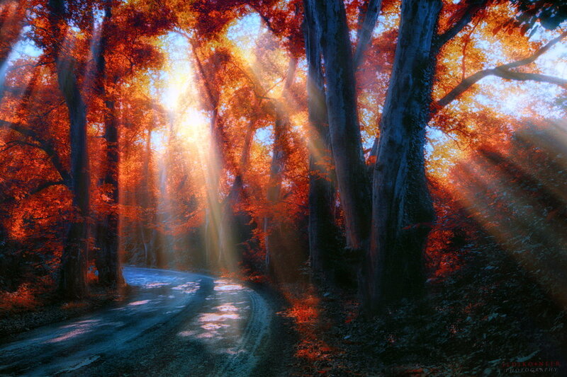 Forest Road at Sunrise — Orange